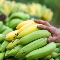 ۱۶ میلیارد تومان جریمه برای قاچاق موز