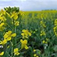 خرید تضمینی دانه روغنی کلزا از مرز یکصد تن گذشت
