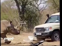 قدرت باور نکردنی شاخ کرگدن در برخورد با ماشین
