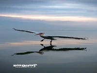 فرود زیباى پلیکان