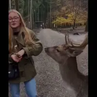 لحظه هولناک حمله گوزن به زن جوان هنگام غذا دادن در جنگل 