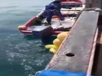  صید ماهی حلوا سنگی غول‌پیکر در جزایر کوریل