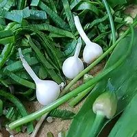 قاچاقچی گیاه دارویی کمیاب در دزفول نقره‌داغ شد
