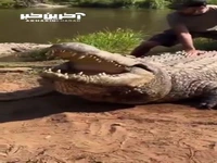 مادر بزرگی با ۱۰هزار بچه!