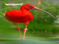 تصاویری شگفت‌انگیز از «لک‌لک قرمز» که یکی از سرخ‌ترین پرندگان جهان است