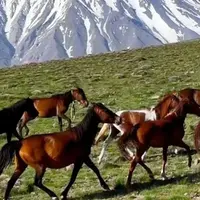 تاخت‌وتازه اسب‌های وحشی در ارتفاعات ناندل با پس‌زمینه دماوند