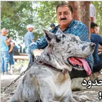 سگ‌گردانی در دنیا محدود، در ایران نامحدود!