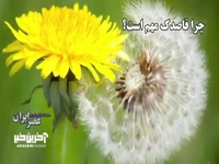 چرا قاصدک مهم است؟ قهرمانان نادیده‌گرفته‌شده اکوسیستم باغ‌ها 