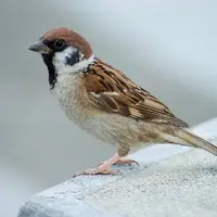 داستانک/ فقط رهایی