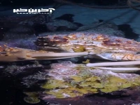 تعجب از پیچیدگی های طبیعت! 