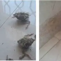 اتباع غیرقانونی با پرنده شکاری نادر در سمیرم دستگیر شدند