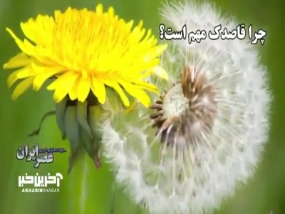 چرا قاصدک مهم است؟ قهرمانان نادیده‌گرفته‌شده اکوسیستم باغ‌ها