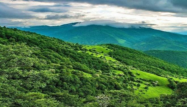 جنگل‌های بلوط در محاصره آفت و آتش؛ فروپاشی زیستی زاگرس!