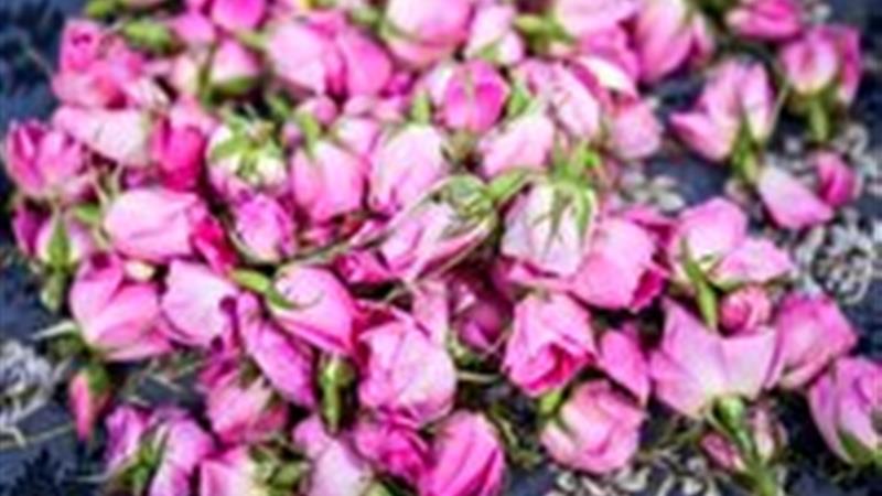 آرامگاه تاریخی چلبی اوغلو میزبان سومین جشنواره گل و گلاب