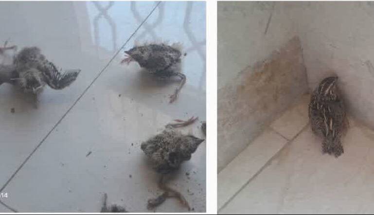 اتباع غیرقانونی با پرنده شکاری نادر در سمیرم دستگیر شدند