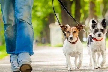 سرمقاله همشهری/ لطفا قانون سگ‌گردانی را اجرا نکنید