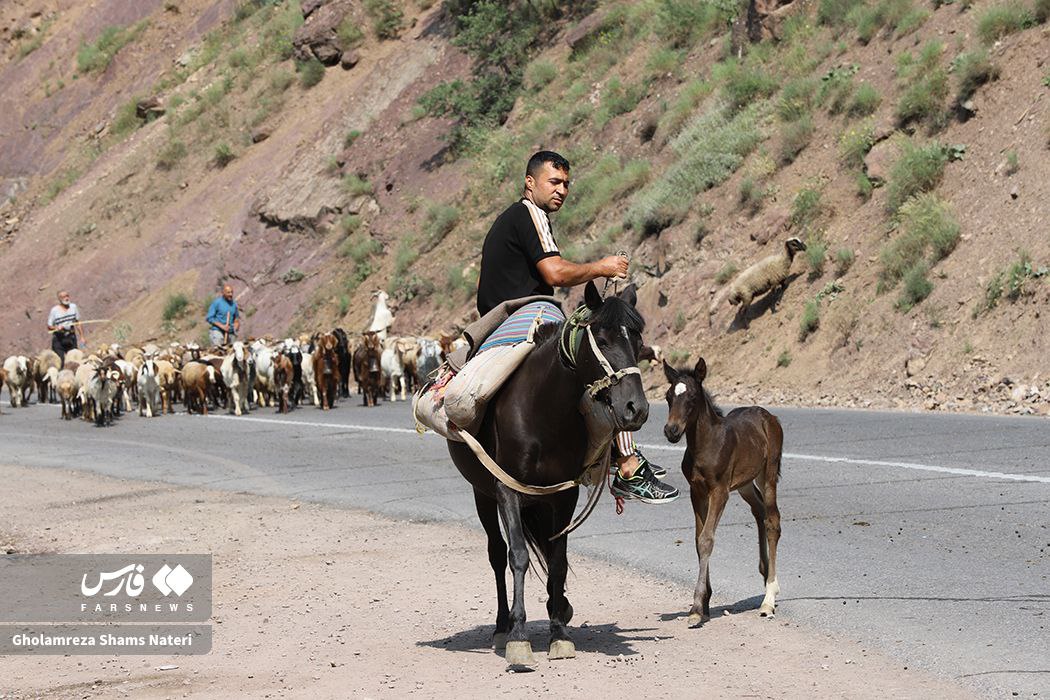 کوچ احشام به مراتع ییلاقی
