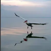 فرود زیباى پلیکان بر روی آب