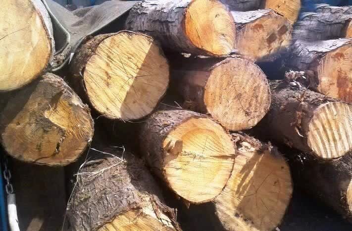 کشف ۷۰ میلیارد چوب و زغال بلوط قاچاق در اصفهان