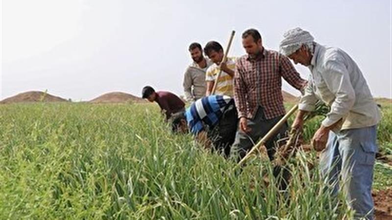 افتتاح ۵۴ طرح اشتغال‌زا در هفته جهاد کشاورزی