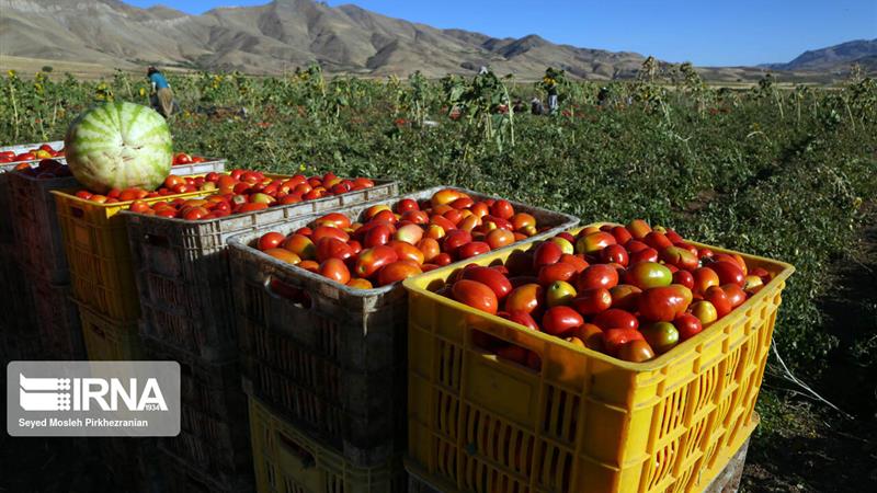 ۲ هزار هکتار از اراضی شهرستان کوثر زیر کشت صیفیجات رفت