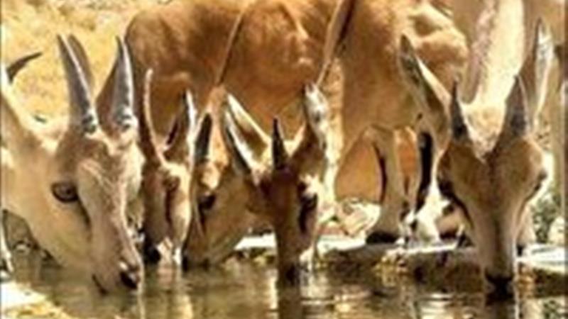 خطر تشنگی وحوش در خراسان شمالی