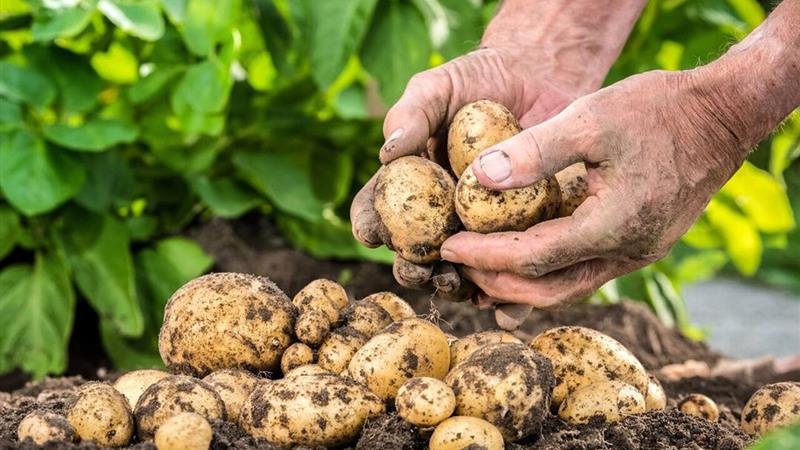خطر شیوع بیماری سفیدک دروغین مزارع سیب زمینی اردبیل را تهدید میکند