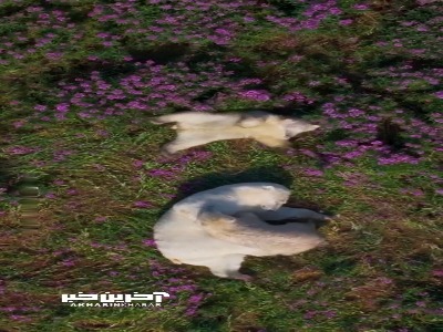 تابستانی رنگارنگ در دل سرزمین‌های یخ‌زده