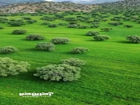 جنگل‌های بلوط فارس، جایی که طبیعت دست به شاهکار زده