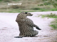 رو دو پا ایستادن یوزپلنگ رو دیده اید؟