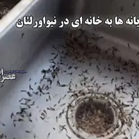 حمله وحشتناک موریانه‌ها به خانه‌ای در حومه نیواورلئان