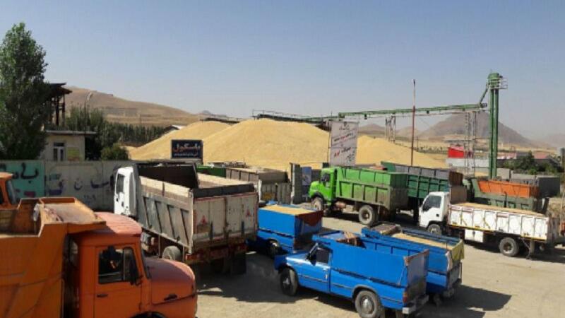 حمل و خروج گندم بدون مجوز از استان اردبیل ممنوع است