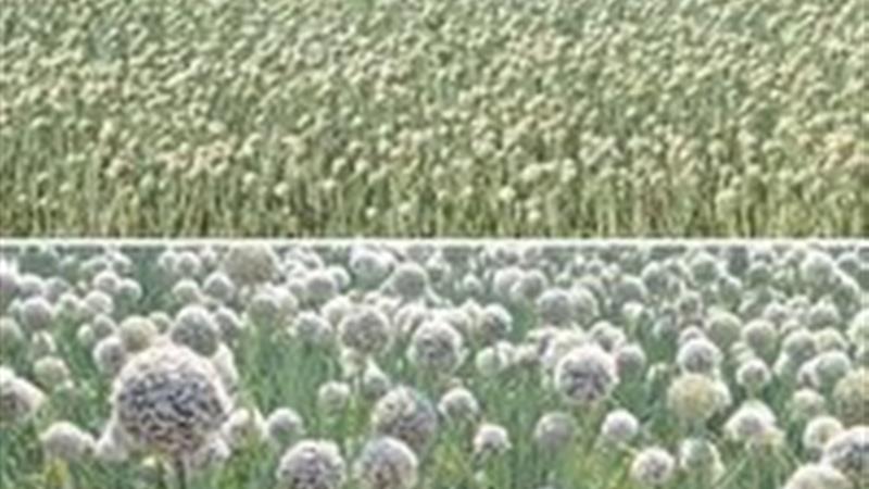 افزایش کشت پیاز مرغوب در شهرستان خوسف