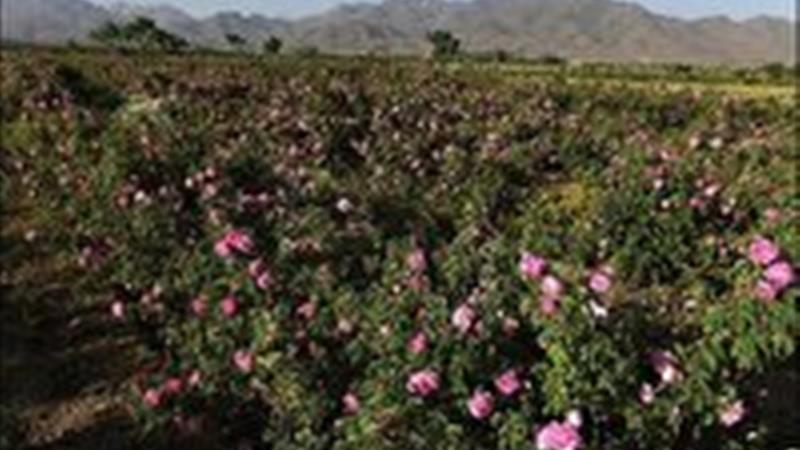 صدور رسم گلابگیری از کاشان به کمیجان