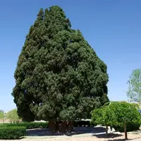کهنسال‌ترین درخت ایران ثبت ملی شد