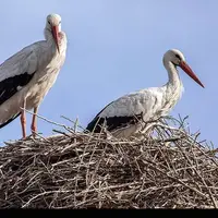  روستای جالب کپور در لرستان که پناهگاه لک‌لک‌های مهاجر شده است 