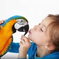 وسیله نقلیه منحصر بفرد یک طوطی بازیگوش برای گردش در شهر