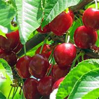برگزاری جشنواره آلبالو و گیلاس در قطب باغداری استان مرکزی