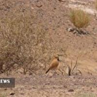 عکسبرداری از گونه اندمیک زاغ بور در شهرستان فردوس