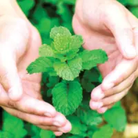 درمان آلزایمر با بوی نعناع؟
