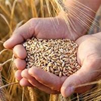 خرید تضمینی گندم در زنجان با نرخ ۲۰ هزار و ۵۰۰ تومان