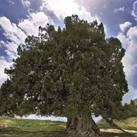 کهنسال‌ترین درخت ایران در جیرفت ثبت ملی شد