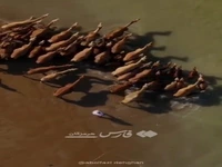 حمام شترها در آب‌های خلیج فارس محدوده روستای سهیلی
