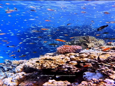رقص زیبای ماهی ها در اعماق دریا