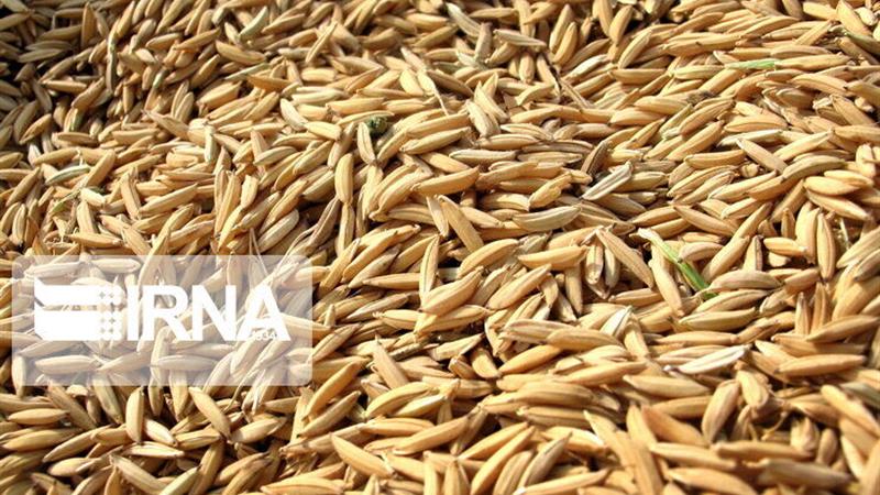 یک درصد عوارض نهاده‌های دامی کشور به تولید گوشت قرمز اختصاص یافت