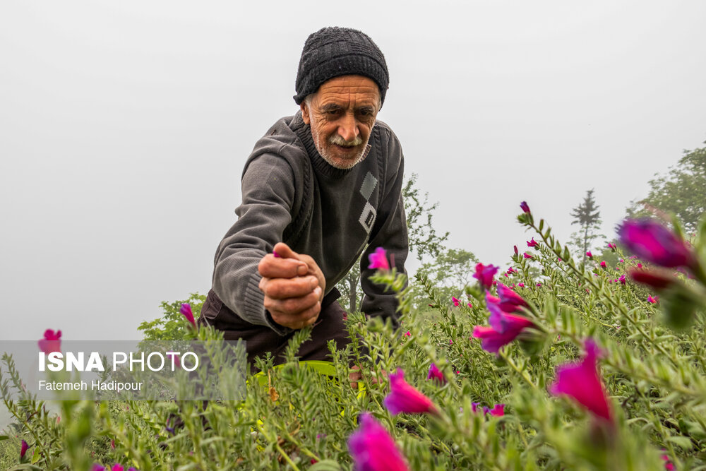 برداشت گل‌گاوزبان در روستای «آغوزبن» کندسر