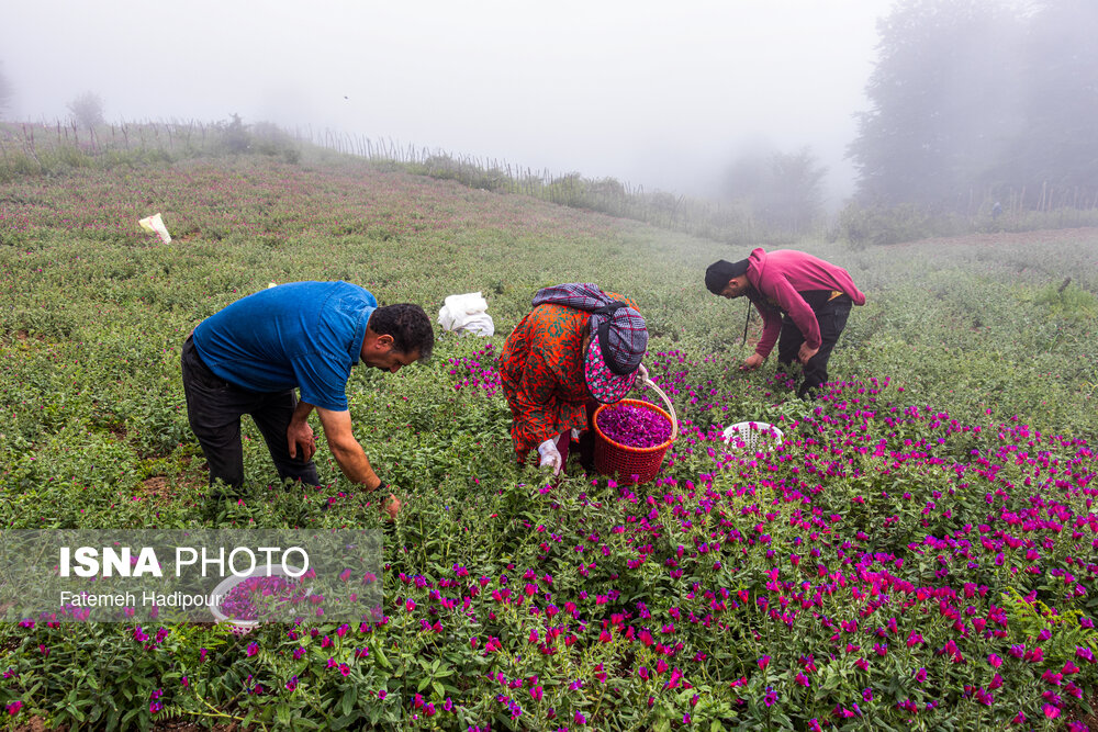 برداشت گل‌گاوزبان در روستای «آغوزبن» کندسر