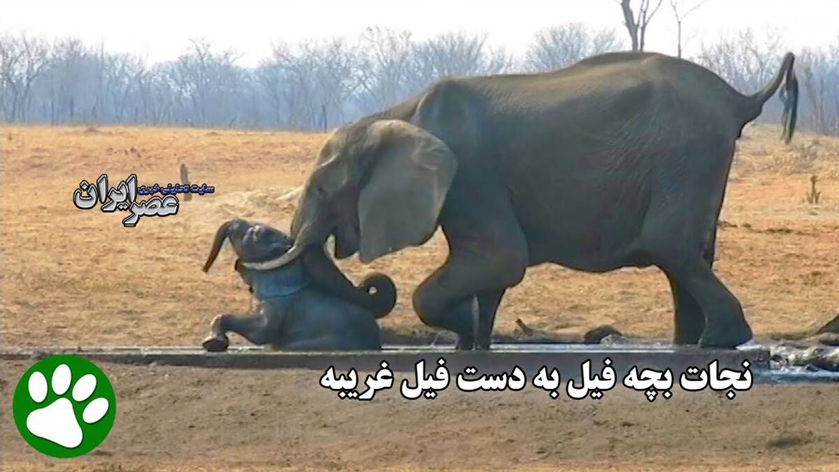 نجات معجزه‌آسای بچه فیل از کانال آبیاری توسط فیل دلسوز
