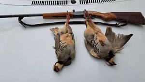 دستگیری 5 گروه شکارچی در هفته پرحادثه محیطزیست گچساران