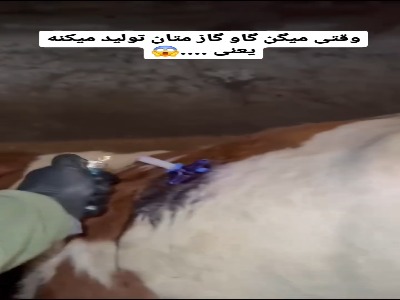 خروج گاز متان از شکم یک گاو